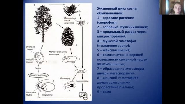 Подготовка к ЕГЭ по ботанике. Голосеменные и покрытосеменные. Жизненные циклы.