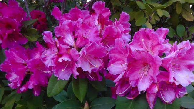 А может быть, останусь жить? Вероника Тушнова(слушать стихи о любви) смотреть онлайн