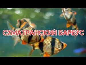 СУМАТРАНСКИЙ БАРБУС. УСЛОВИЯ СОДЕРЖАНИЯ И РАЗВЕДЕНИЯ