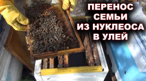 Перенос семьи из нуклеоса в улей. Расширение семьи.