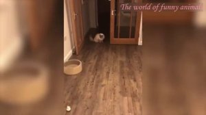 Я РЖАЛ ЦЕЛЫЙ ЧАС /СМЕШНЫЕ ЖИВОТНЫЕ/ТЕСТ НА ПСИХИКУ/ ПОПРОБУЙ НЕ ЗАСМЕЯТЬСЯ