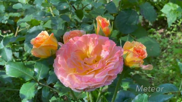 Август в Саду 8 августа 2023 часть 3 смотреть онлайн