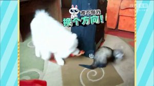 Смешное Видео с животными.(упоротые животные)(китайский коментатор)Funny Cats Video Compilation