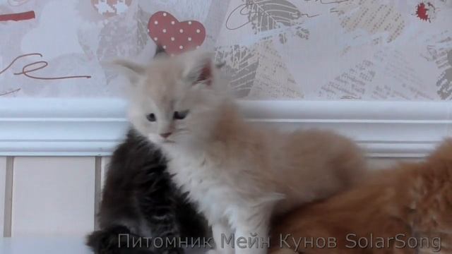 Котята Мейн Кун, 1.5 месяца.