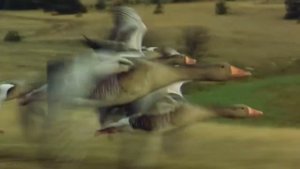 Природа  совершенна. Даже полет гусей многому может научить людей