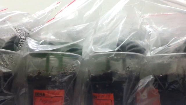 Детки фиалок, предварительные заказы на июль-август. смотреть онлайн