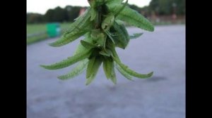 Carpinus betulus 'Fastigiata'