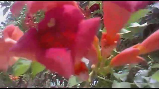 Кампсис, гибискус, олеандр, витекс священный. смотреть онлайн