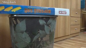 Мои палочники/Содержание палочников в домашних условиях.
