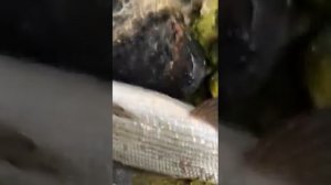 Рыбалка на хариуса в Воркуте!!!