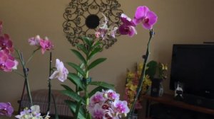 Another Orchid Haul!!  Dendrobium update and some news!