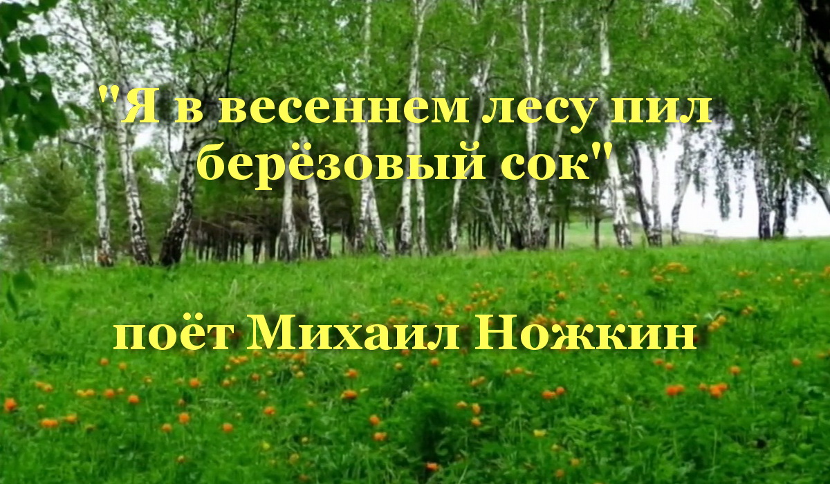 В саду пил березовый сок. Ножкин в весеннем лесу. Я В весеннем лесу пил березовый сок.