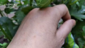 ИНЖИР воздушными отводками.