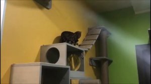 Кошачий дом. Игровой комплекс для кошек