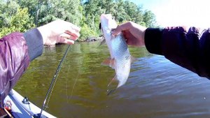 ЛОВЛЯ БЕЛОГО ХИЩНИКА НА МИКРОКОЛЕБАЛКИ!!))