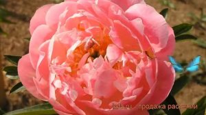 Пион травянистый Пинк Гавайан Корал (paeonia) ? обзор: как сажать, рассада пиона Пинк Гавайан Корал