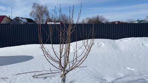 Обрезка плодовых деревьев. Груша сорт "Чижовская". Вторая корректирующая обрезка. Посадка осень 202