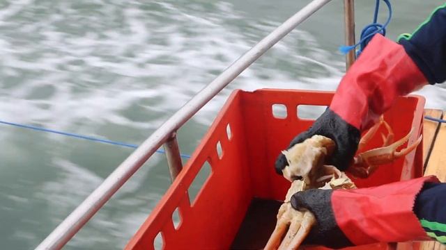 Разделка крабов на катере. смотреть онлайн