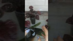 пеперомия Каперата квито