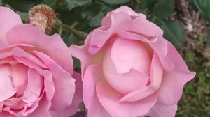 ROSES dream perl SCARLETBIG РОЗЫ мечты жемчужные