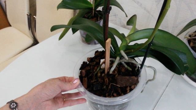 Орхидея сушит цветонос с деткой.Как быть? смотреть онлайн