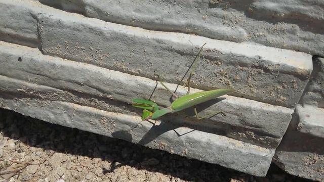 Богомол смотреть онлайн
