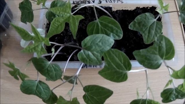 МИНА ЛОПАСТНАЯ - КРАСИВАЯ ЛИАНА ДЛЯ САДА смотреть онлайн