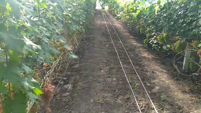 Преображение и Ливия едут на рынок. смотреть онлайн