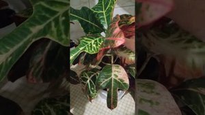 Codiaeum Excellent. Кодиеум: уход и размножение. Черенкование кодиеума (кротона)