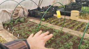 Высаживайте в теплицу помидоры так и они не замёрзнут! Когда высаживать томаты в 2021 в Подмосковье