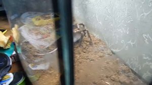 паук ест мышь