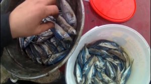 как коптить рыбу в домашних условиях, коптильня из ведра лёгкий способ