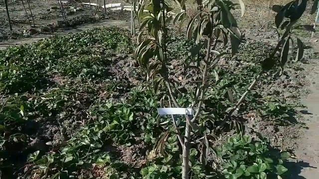 Vlog-67 Лучшие сорта клубники? до морозов ????самые сладкие и крупные??? смотреть онлайн