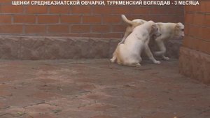 Щенки Алабаи, Среднеазиатской овчарок. Щенкам 3 и 4 месяца +79262205603 Татьяна www.r-risk.ru