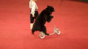 Медведи. Цирк. Цирковой медведь на самокате. Bears. Circus. Circus bear on the scooter.