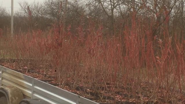 Голубика. Доставка саженцев по Краснодарскому краю. смотреть онлайн