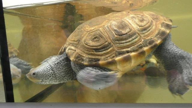ПРИВЕТ!.Видео Татьяны Крестьянсковой