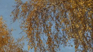 Разговор Бога с душой  "От Меня это было…" ? Духовное завещание старца Серафима, обращенное к нам