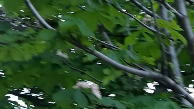 %КАШТАНЫ КРАСНЫЕ и ОРЕШКОВЫЕ нашла!!! смотреть онлайн