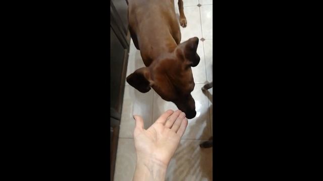 Рубрика "Вопрос - Ответ" Пикальное мясо - что это и с чем его едят. смотреть онлайн