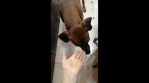 Рубрика "Вопрос - Ответ" Пикальное мясо - что это и с чем его едят.