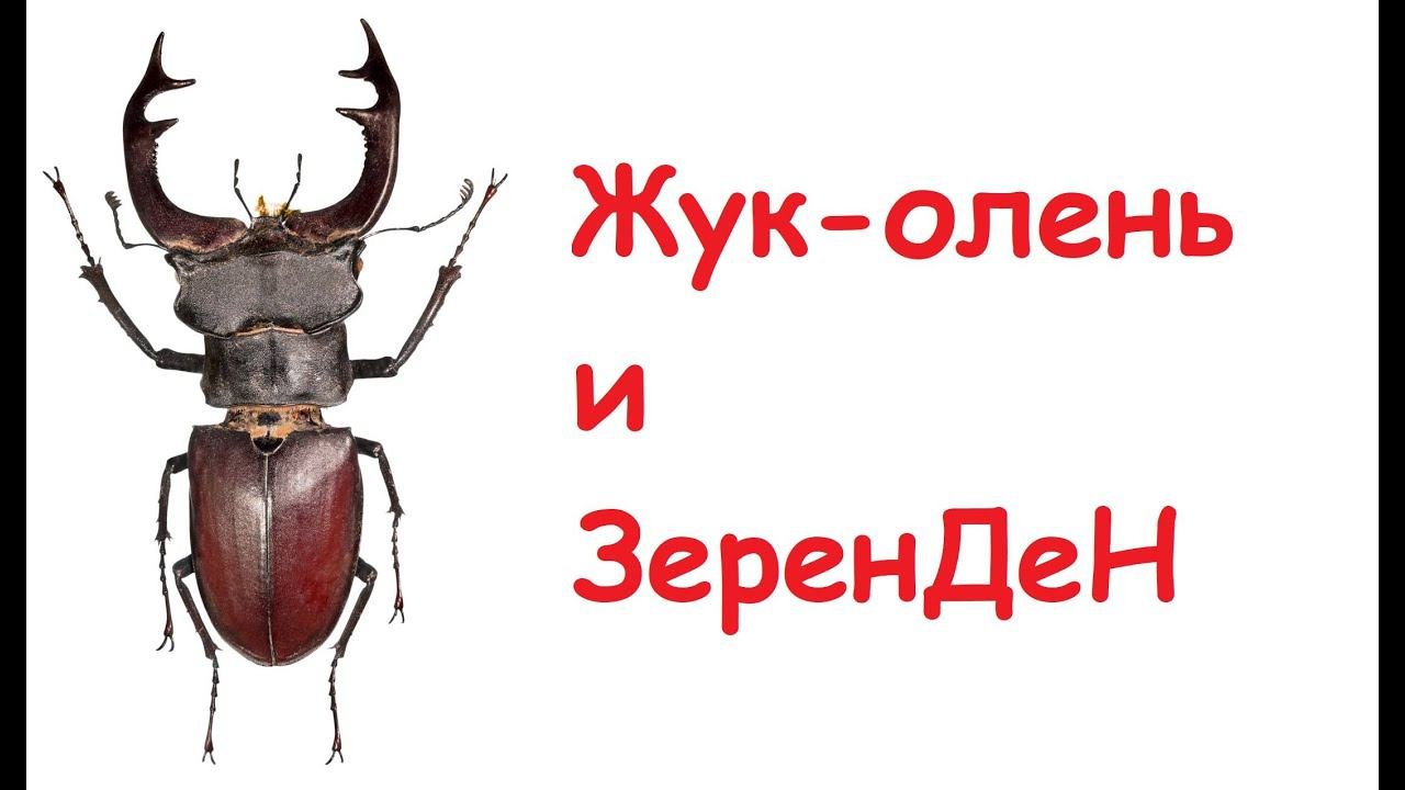 ЗеренДеН и Жук олень.