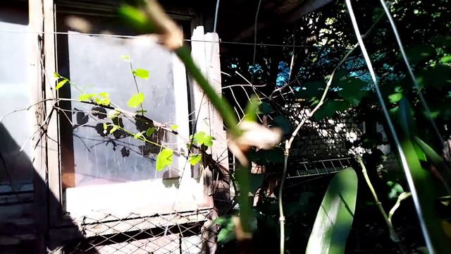 Эстафета. Три самых любимых и дорогих сердцу орхидеи (получилось четыре 😉) смотреть онлайн