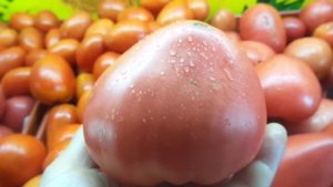 Томат Тяжеловес Сибири. Обзор сибирских томатов. Ольга Чернова.