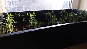 Лайфхак! спасём рассаду от кошек!))