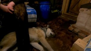 НОЧЬ В ИЗБЕ, ДВА ДНЯ В ТАЙГЕ. Ловим черную рыбу на черном озере. Рыбалка с подписчиком.