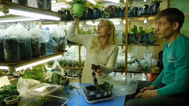 ?Глоксинии, посадка листов в тепличку, размножение листом !!! ? How to grow gloxinia
