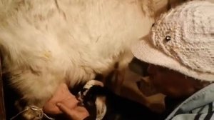 Как приучить козу кормить козлят?