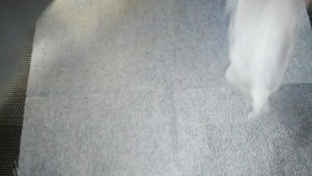 Отбор кокона у Heteroscodra maculata. Пауки птицееды. Разведение смотреть онлайн