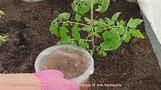 РАССАДУ ТОМАТОВ высаживаю только так и всегда с огромным урожаем ПОМИДОРОВ!
